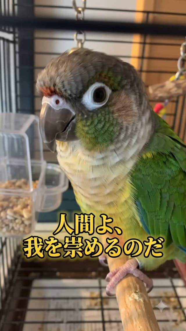 Gemini Omni Prompt - このウロコインコの動画にBGMや字幕をつけて、ショート動画でバズる感じの動画に変更して。面白いことを言わせて。映像にエフ