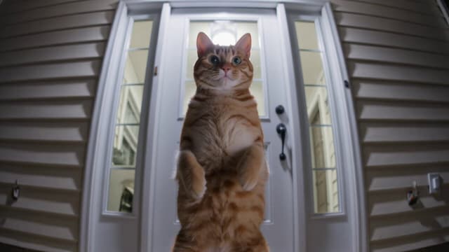 Kling Prompt - A funny orange ginger cat standing on two legs at a front do