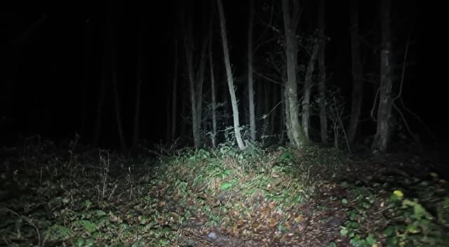 Gemini Omni Prompt - an amateur recording of a night time walk through a forest, 