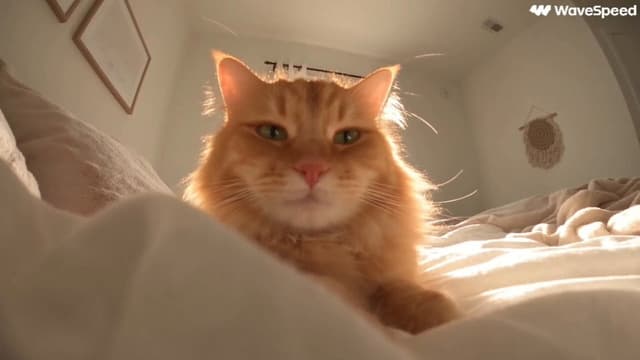 Seedance Prompt - Create a 60-second realistic day-in-the-life cat vlog, follo