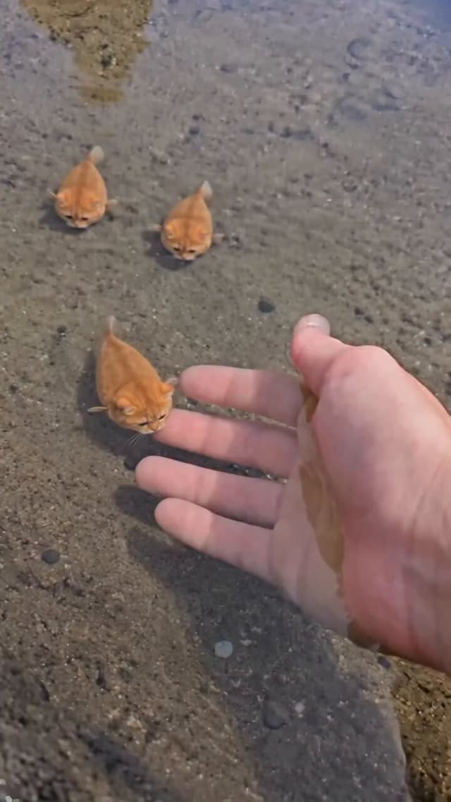 Gemini Omni Prompt - 生成一段约11.2秒、9:16竖屏的照片级写实视频。全片一个连续镜头,第一人称俯视近拍,带轻微自然手持晃动。 清澈浅水